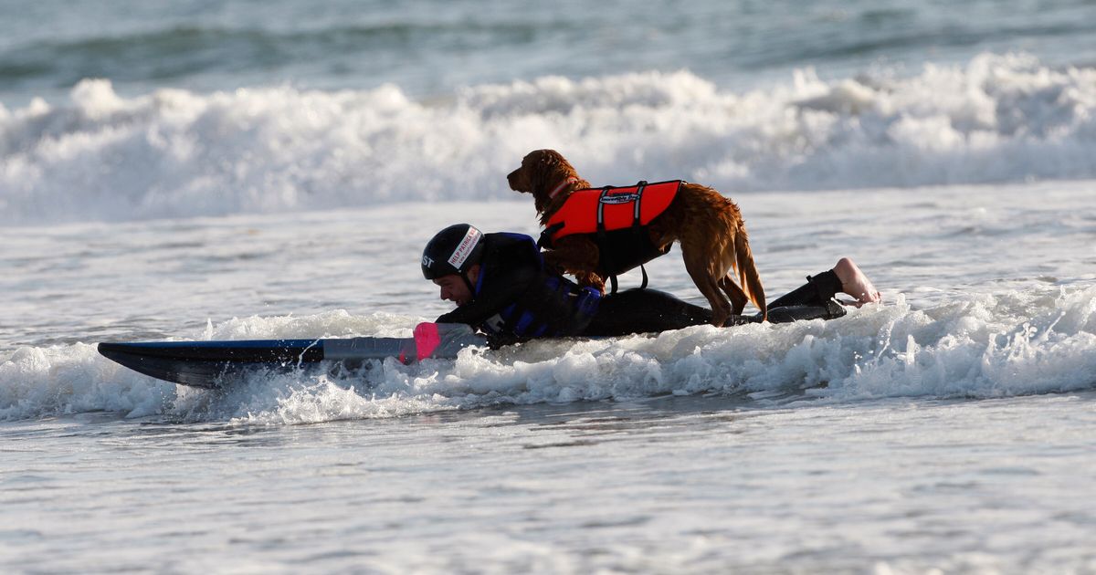 Ricochet, San Diego’s Surfing Therapy Dog, Dies At 15