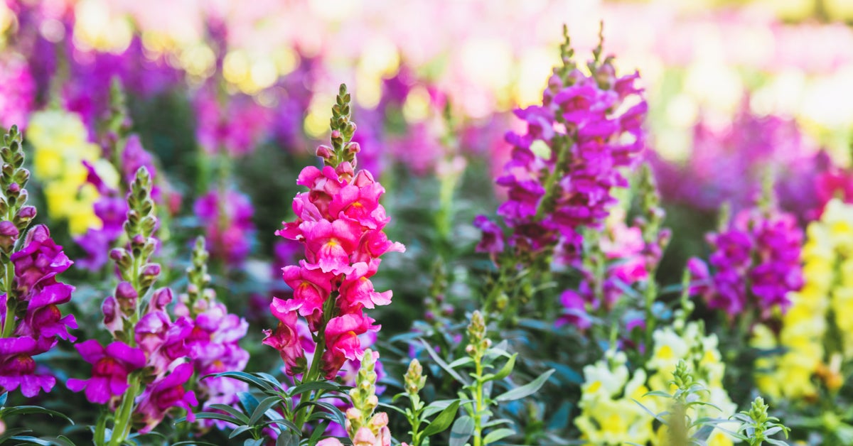 An Expert's Guide To Successful Gardening - Vimarsana News