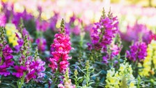 An Expert’s Guide To Successful Gardening