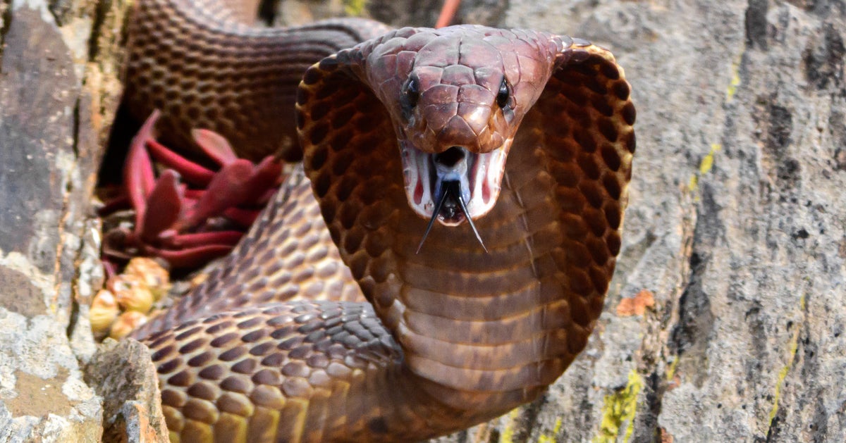 South African Pilot Faces 'Snakes On A Plane' Moment With Cobra In Cockpit