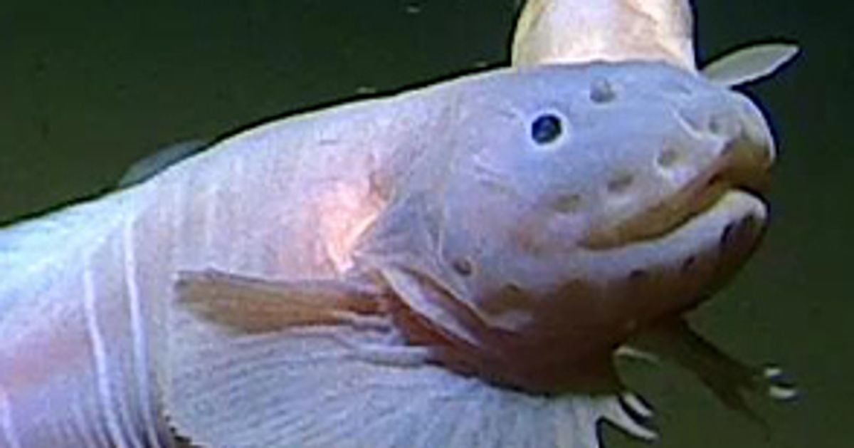 Deep sea scientists find strange, transparent fish on ocean expedition