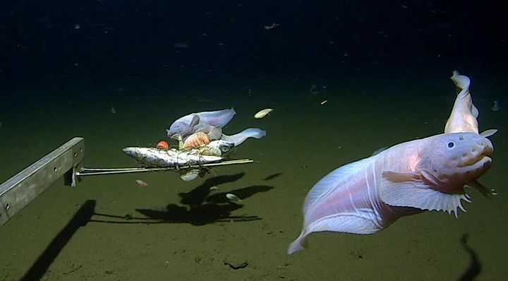 A unknown species of snailfish found 8,336 meters, or more than 27,000 feet, beneath the surface.