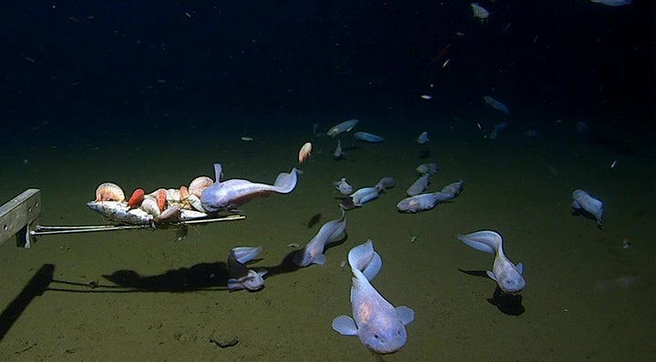 Electric stingray fish floats in the depths of sea water, ocean