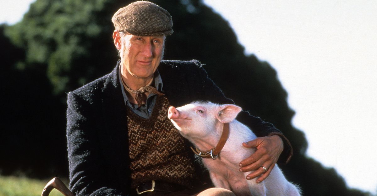 ‘Babe’ Actor James Cromwell Rescues Baby Pig From Slaughter, Names It In Movie’s Honor