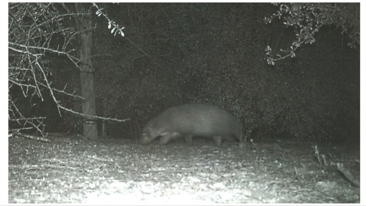 This animal was captured on a camera at Bentsen-Rio Grande Valley State Park.