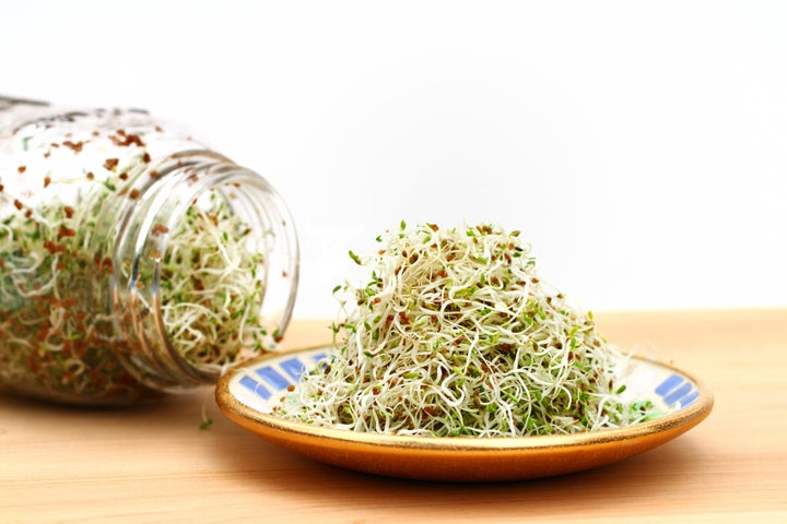 Alfalfa-Sprossen, wie die hier gezeigten, können eine Quelle schädlicher Bakterien wie E. coli und Salmonellen sein.