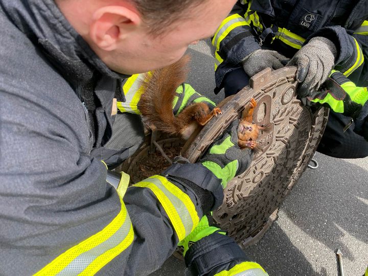  The Dortmund fire department said it was alerted to a distressed squirrel by a pedestrian Monday afternoon, after she spotted its head peering out of a hole in the road. (Feuerwehr Dortmund via AP)