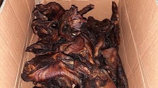 Cooked Bats Seized By German Officials Near Belgian Border 1 6436d52421000019003ed436