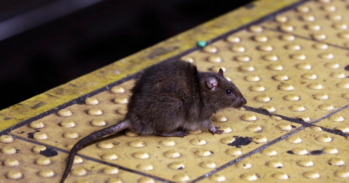 NYC Hires Former Educator As ‘Rat Czar’ NYC Hires Former Educator As ‘Rat Czar’