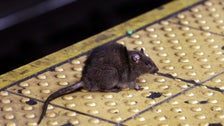 Teacher’s Pest: NYC Hires Former Educator To Slaughter Rats