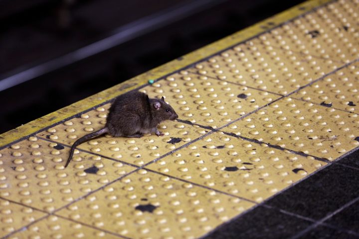 A rat crosses a Times Square subway platform in New York on Jan. 27, 2015. (AP Photo/Richard Drew, File)
