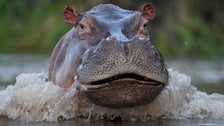 One Of Pablo Escobar’s Cocaine Hippos Killed In Highway Collision In Colombia
