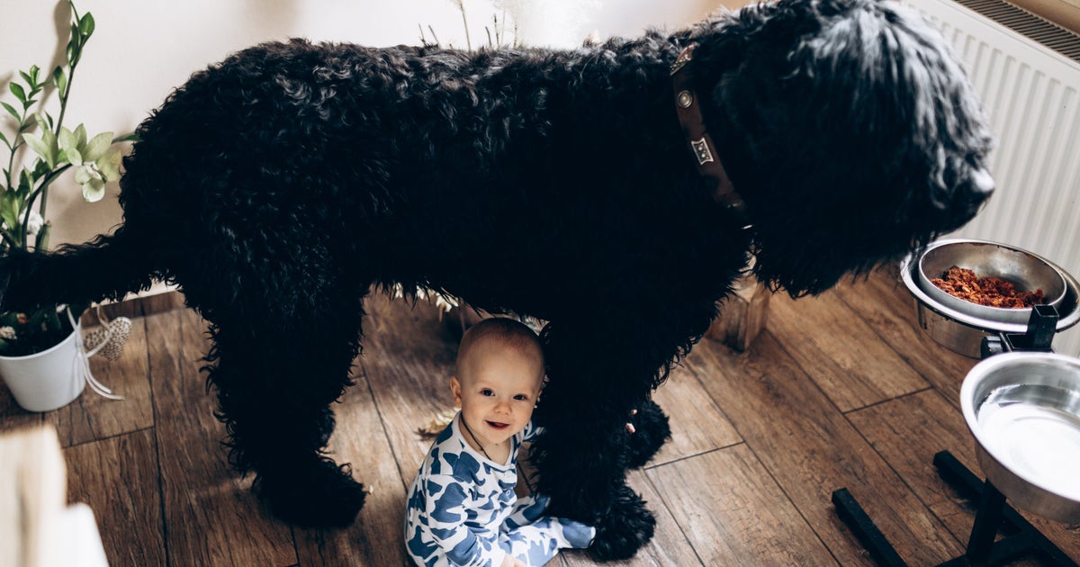 24 Hilarious Tweets About The Utter Chaos Of Life With Pets And Kids - Vimarsana News
