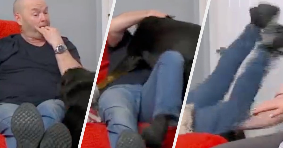 The Malones' Dog Dave Causes Absolute Chaos On Gogglebox | HuffPost UK Entertainment - Vimarsana News