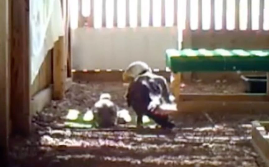 Male bald eagle goes from babysitting rock to an eaglet