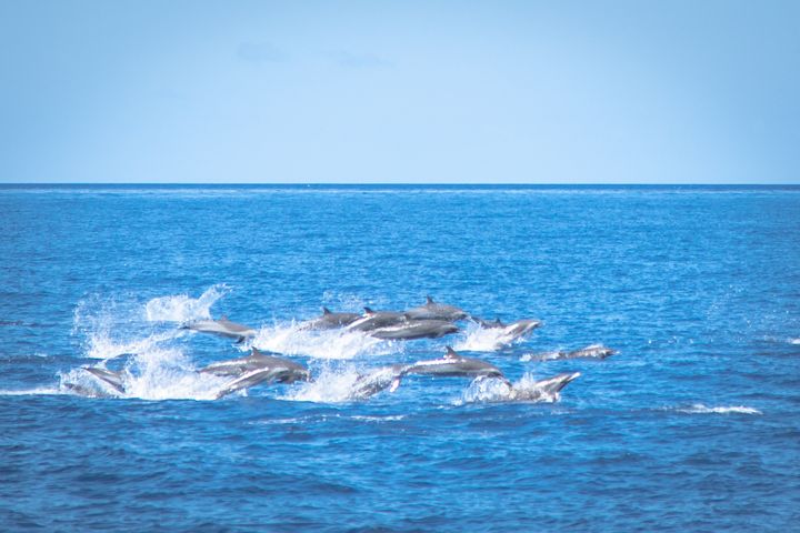 Dolphin spotting off the shores of Martinique