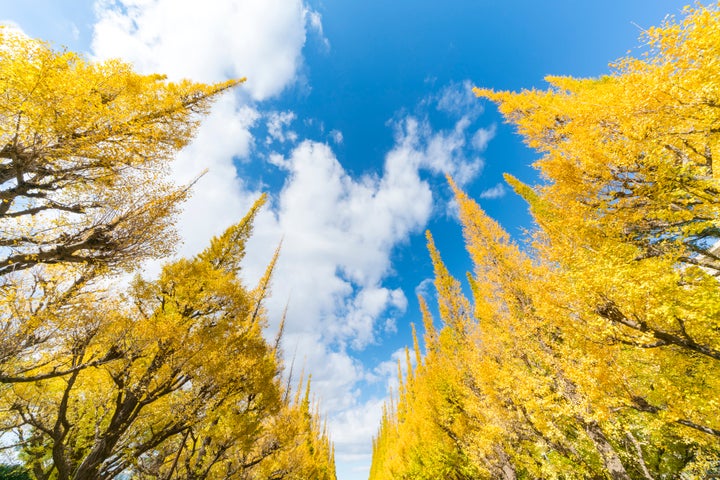 神宮外苑のいちょう並木