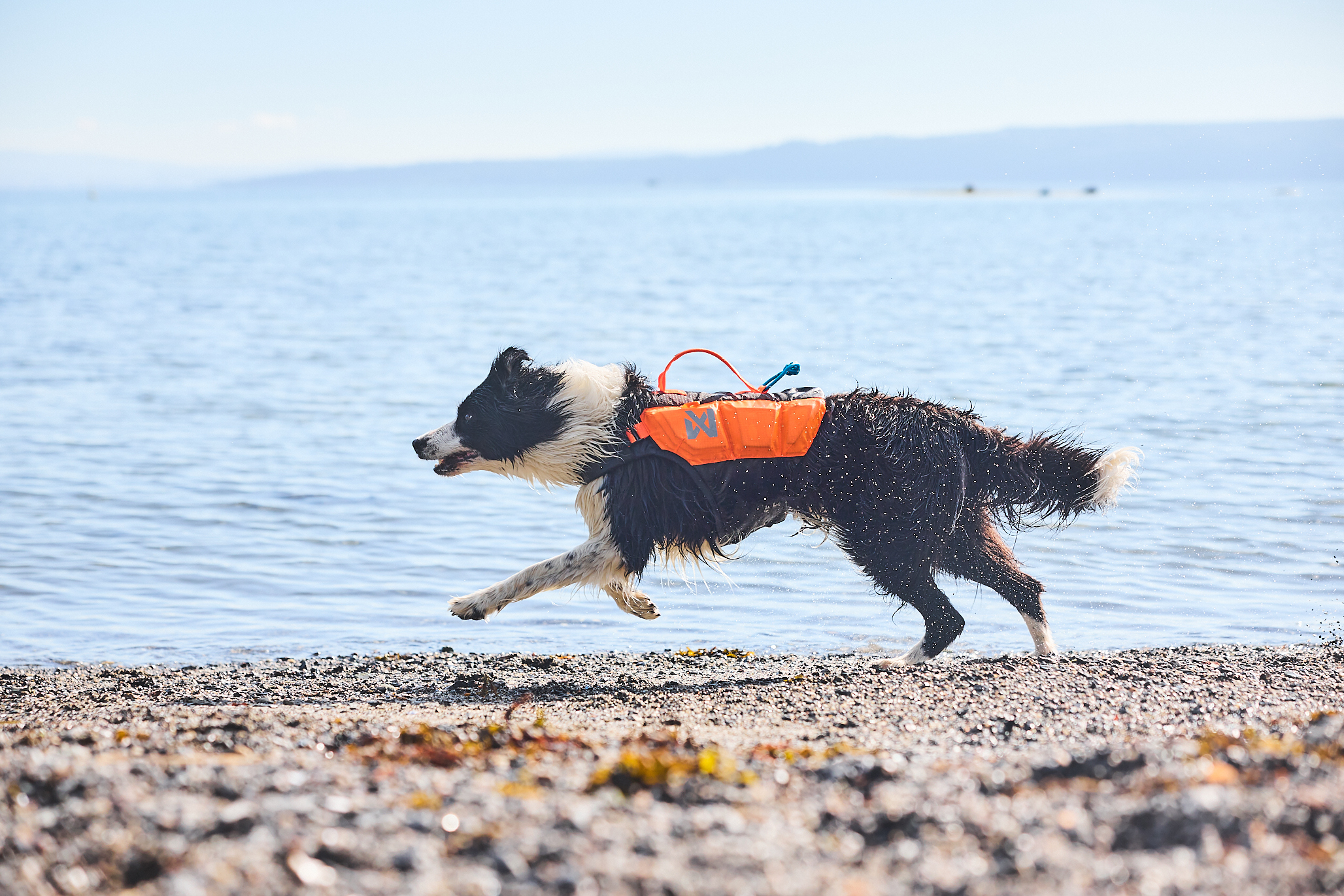 Best dog 2025 life jacket uk