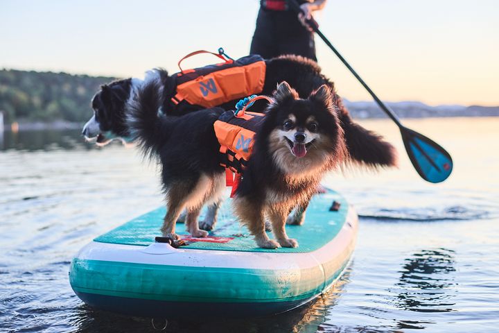 Non-Stop Dogwear’s Protector Life Jacket will fit a variety of breeds