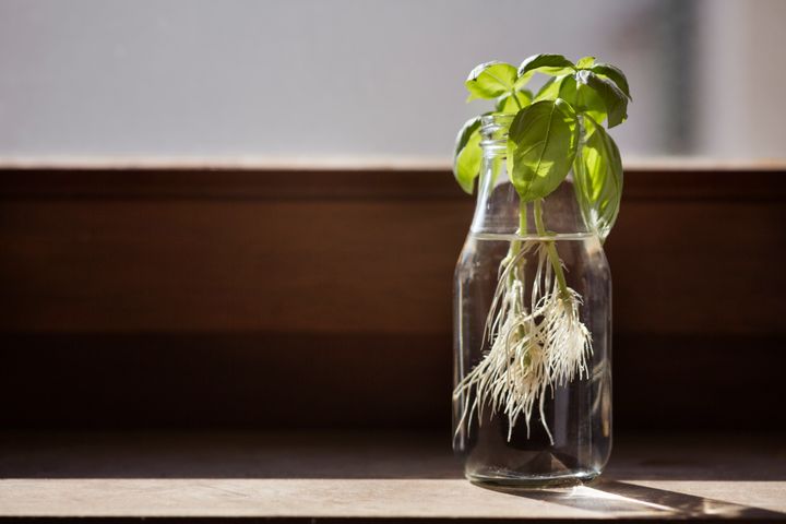 Did you know you can regrow basil stalks by putting them in water on your windowsill?