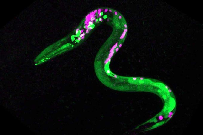 Φθορίζουσες πράσινες κουκκίδες σε ένα σκουλήκι αποκαλύπτουν νευρώνες που ανταποκρίνονται στα κανναβινοειδή. Οι επιστήμονες μούλιασαν τα σκουλήκια σε ανανδαμίδιο, ένα ενδοκανναβινοειδές.