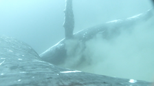 Humpback Whales Enjoy ‘Spa’ Time Together On The Ocean Floor