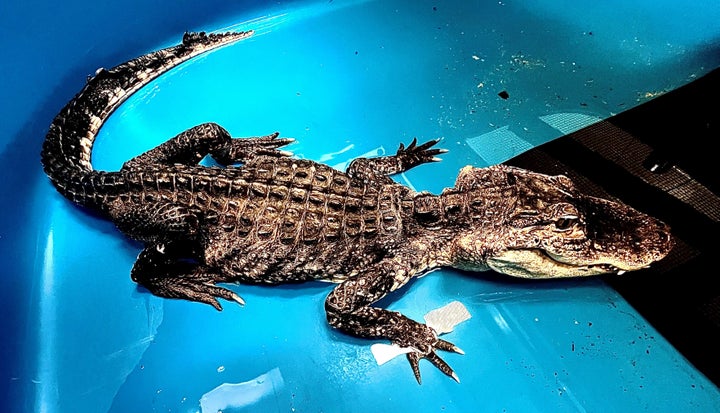 The "extremely emaciated" alligator shortly after she was brought to the Bronx Zoo.