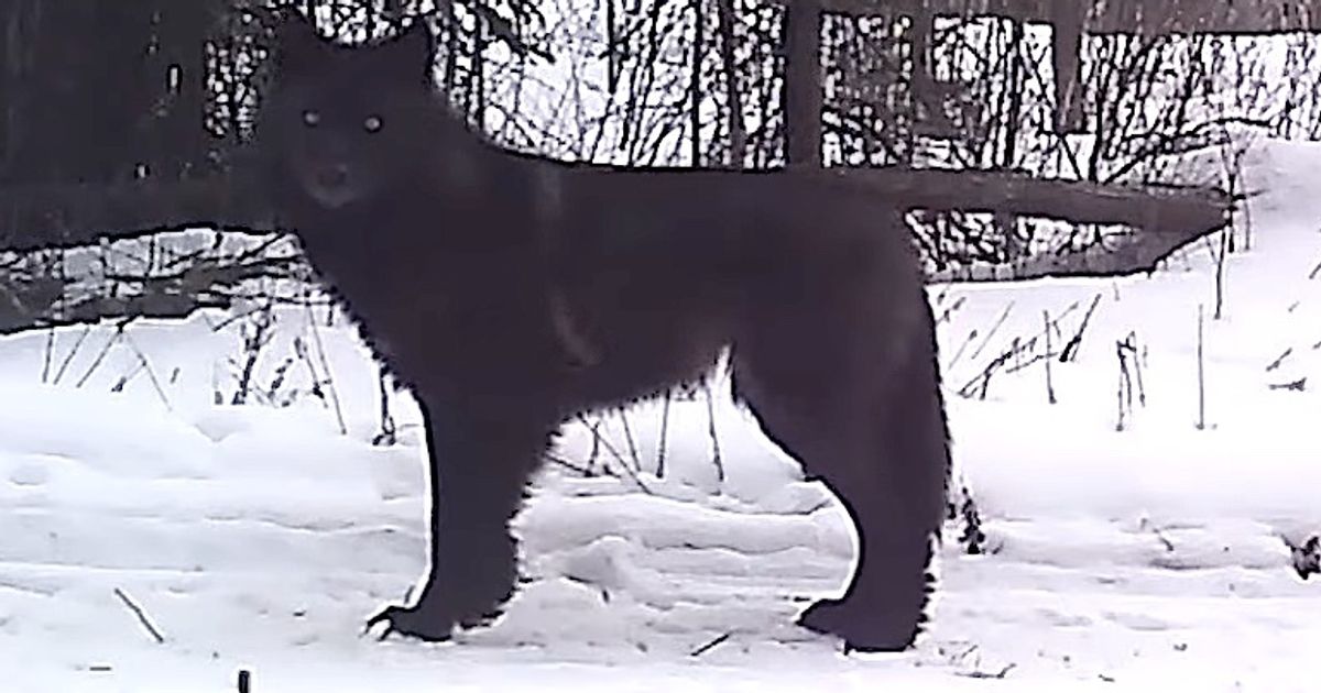 Découverte d’un loup “époustouflant” filmée par une caméra de la faune dans le Minnesota