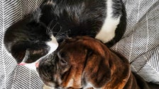 Amazon Is Having A Huge Pet Day Sale, And These Are The Can’t-Miss Deals