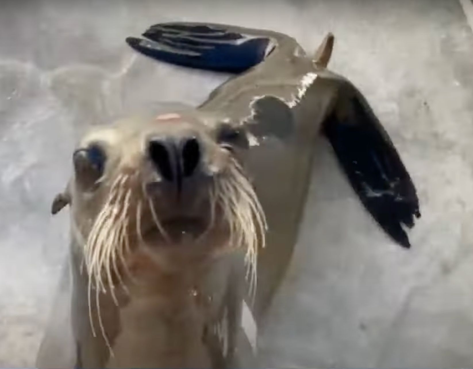 Sea Lion Found On San Diego Freeway Euthanized By Sea World | HuffPost ...