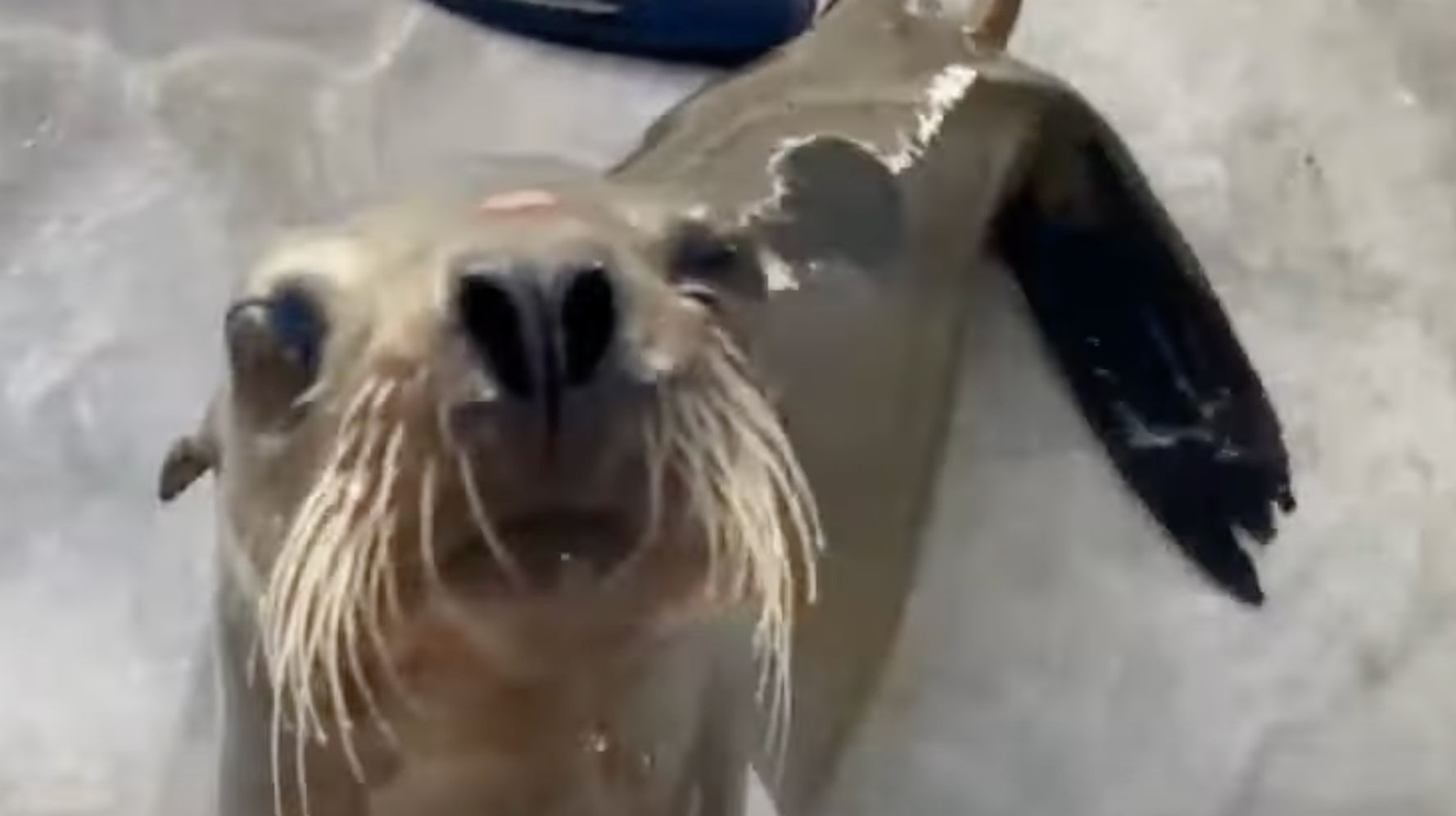 San Diego Sea Lions and Seals: Where To Safely and Responsibly See Them