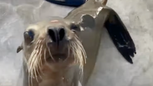 Sick Sea Lion Found On San Diego Freeway Euthanized By Sea World