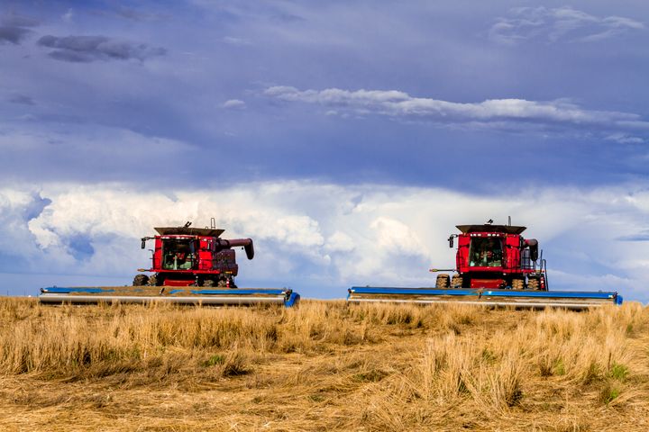 Two large red combines harvest wheat on the eastern plains of Colorado in this undated file photo.