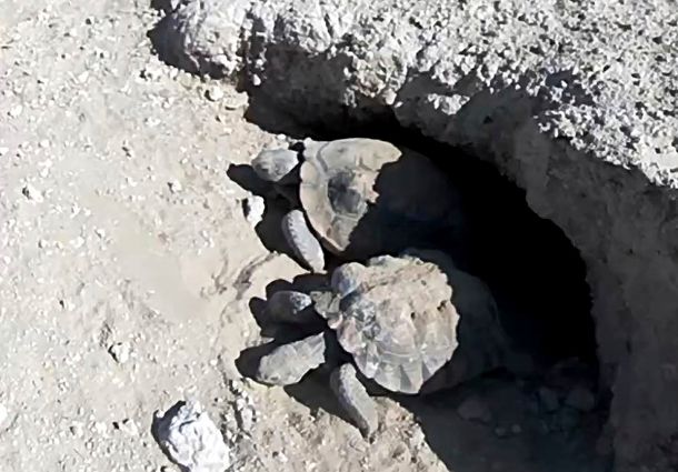 In this image provided by the Clark County Desert Conservation Program taken from a video monitor, Mojave Max, top, and another desert tortoise emerge from their burrow, Monday, April 24, 2023, at the Desert Preserve in Las Vegas. Officials in Nevada say the emergence was the latest since 2000 for the critter compared locally with Punxsutawney Phil in Pennsylvania. Biologists in Las Vegas think a wet and cold winter kept the soil temperature cool at the tortoise's burrow longer this year. (Clark County Desert Conservation Program via AP)