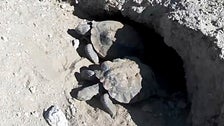 ‘Mojave Max’ Tortoise Emerges In Vegas, Latest Since 2000