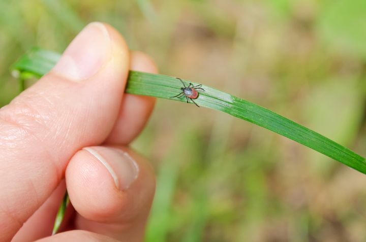 Deer ticks spread not only Lyme disease but babesiosis as well.