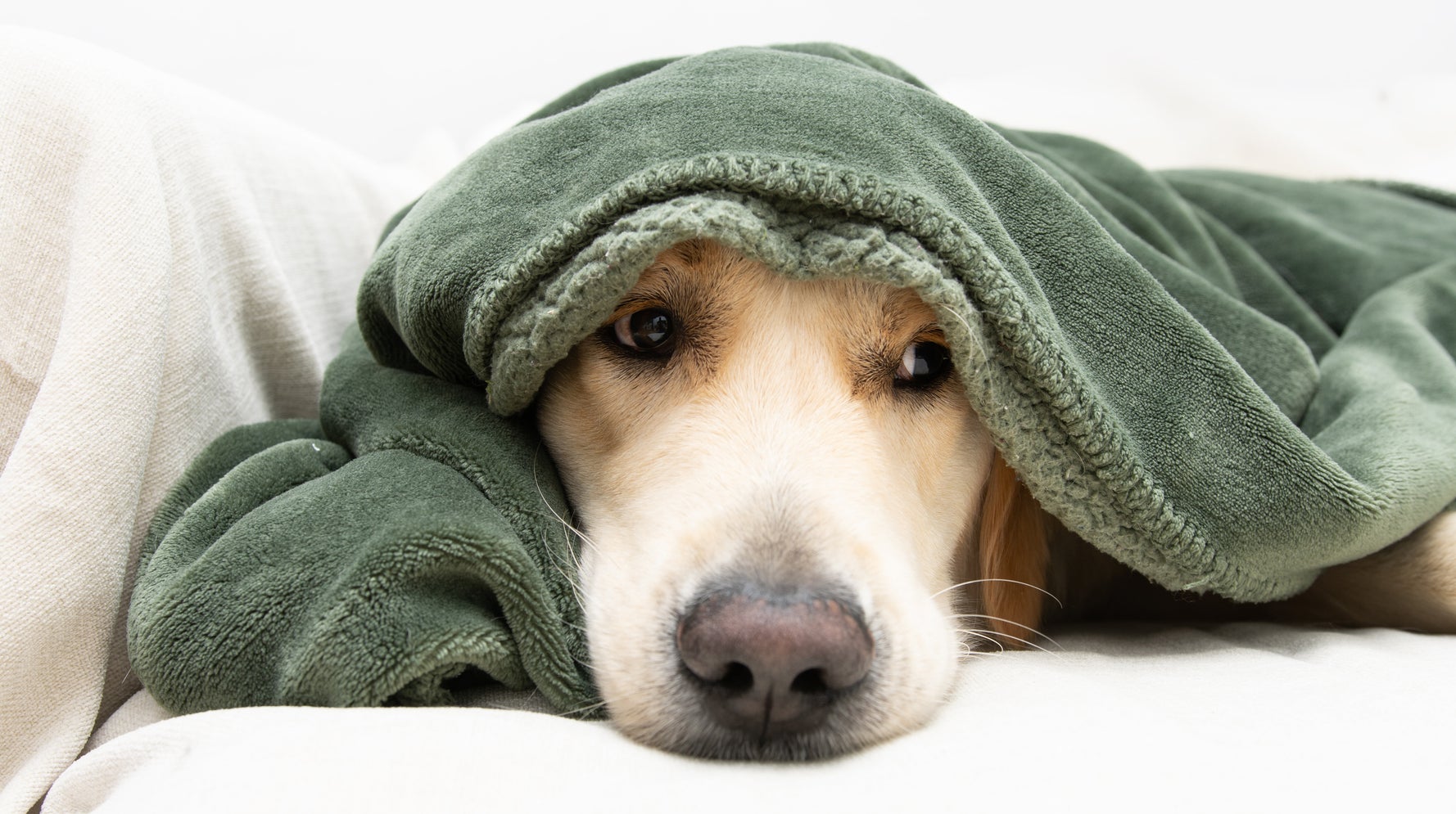 Vet blankets online for dogs