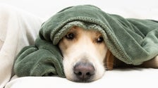 Vets Say These Products Might Help Your Anxious Dog