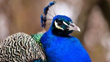 Escaped Peacock Bites Man, Spends Night In Tree Before Hightailing It Back To Zoo