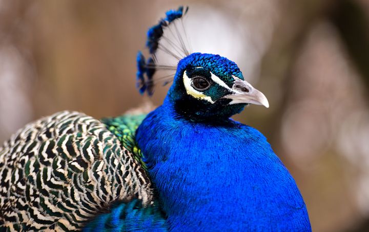 One of the Bronx zoo's many peacocks, seen in 2016. 