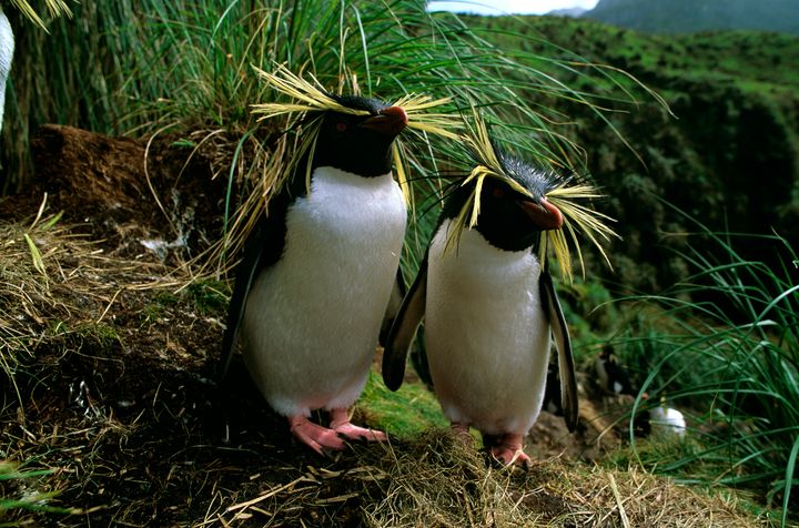 Northern rock hopper penguins, Eudyptes moseleyi, pair, Gough Island, South Atlantic. (Photo by: Auscape/Universal Images Group via Getty Images)