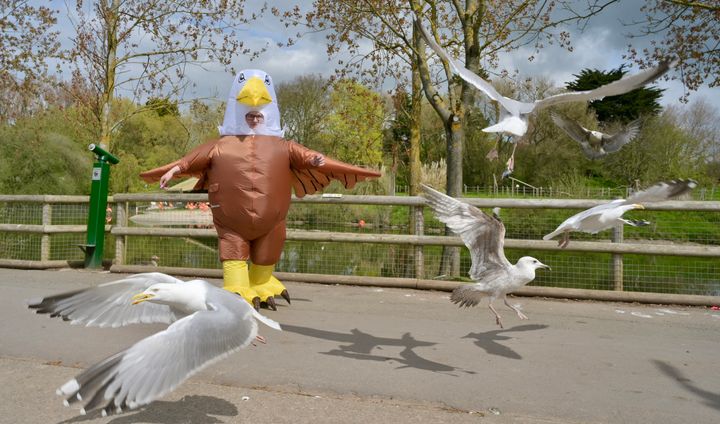A costumed seagull deterrent approaches the seagulls.