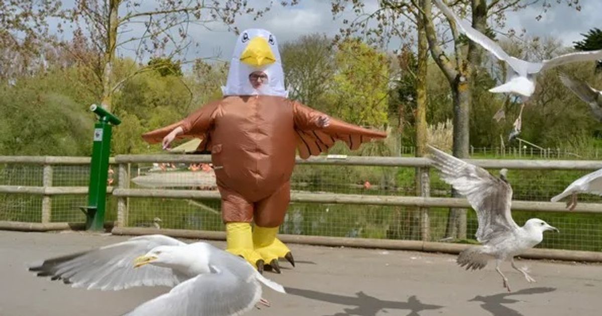 英動物園が「カモメを追っ払う鳥」の求人を募集。斬新すぎるその仕事内容とは | ハフポスト WORLD