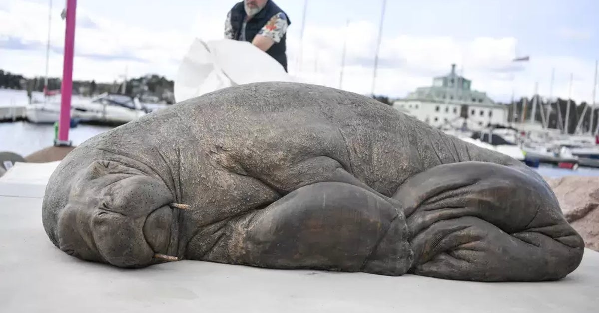 Lebensgroße Skulptur eines eingeschläferten Walrosses in Norwegen enthüllt