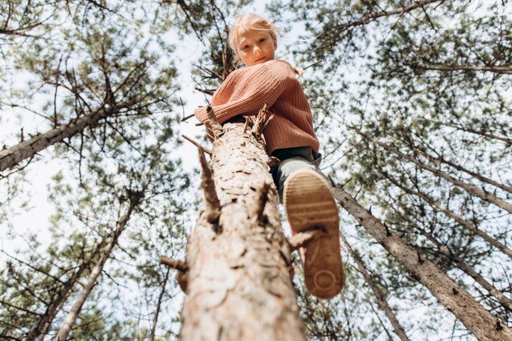 How high should you let them climb that tree?