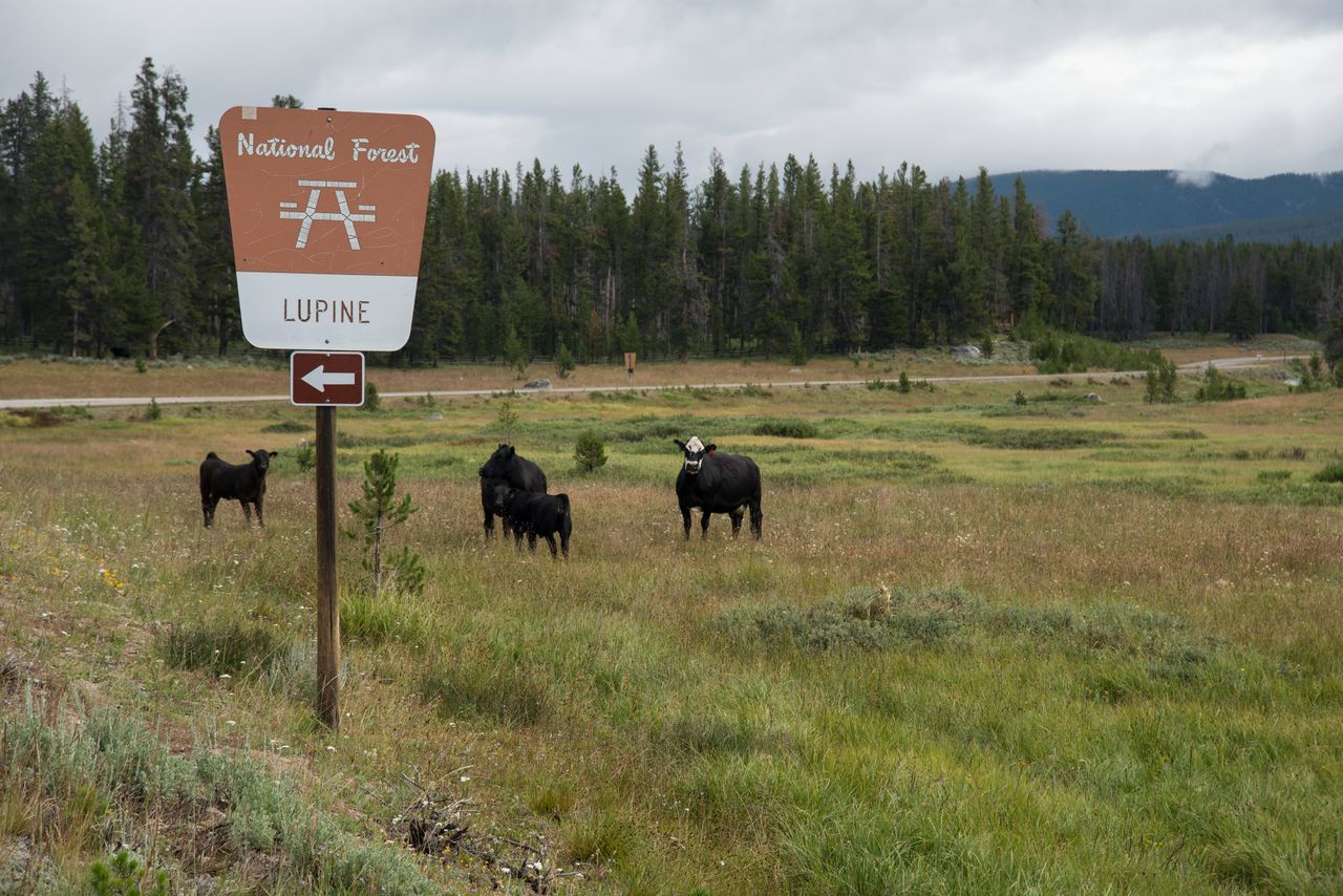 Cattle graze on U.S. Forest Service land in the Beaverhead-Deerlodge National Forest in Montana. The 2015 grazing fee is $1.69 per animal unit month (cow and calf).