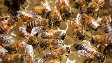 Thousands Of Bees Swarm Florida Highway After Truck Carrying Hives Crashes