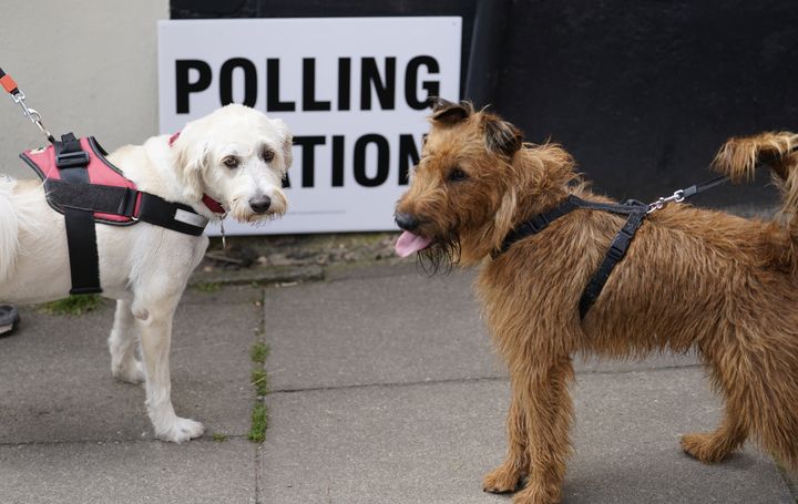 DogsAtPollingStations: Political pups - BBC News