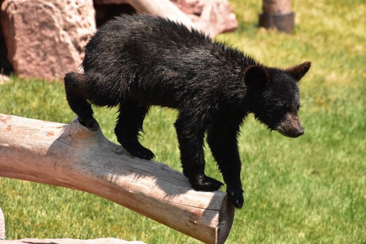 Black bear cub standing at the end of a log ready to take the jump.