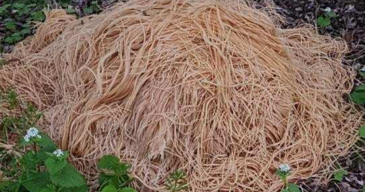 500 Pounds Of Pasta Mysteriously Dumped In New Jersey Woods - Vimarsana News
